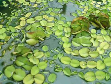 salvinia pianta acquatica galleggiante 