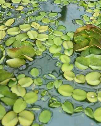 salvinia pianta acquatica galleggiante 