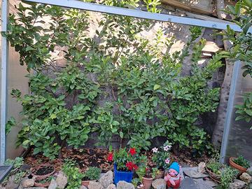 Piante di limone