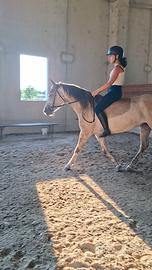 LUCINA, puledra femmina 5 anni