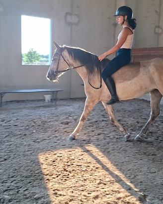 LUCINA, puledra femmina 5 anni
