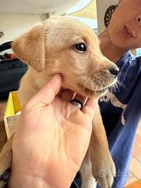 Cuccioli di Labrador retriver