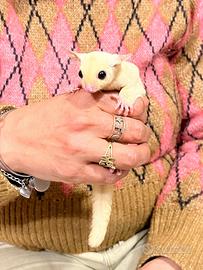 Petauri dello zucchero