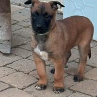 Pastore Belga Malinois