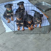 Cuccioli Rottweiler