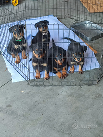 Cuccioli Rottweiler