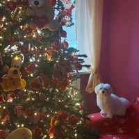 Maltese toy maschio per accoppiamento