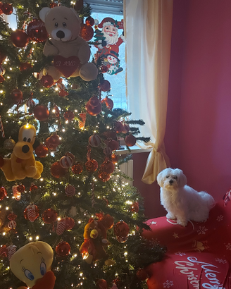 Maltese toy maschio per accoppiamento