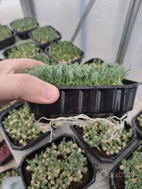 Vaschette in plastica per microgreens