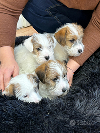 Cuccioli di Jack Russel