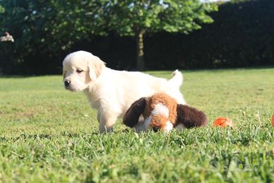 Ultimi cuccioli di Golden Retriever con pedigree