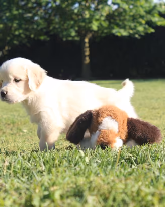 Ultimi cuccioli di Golden Retriever con pedigree