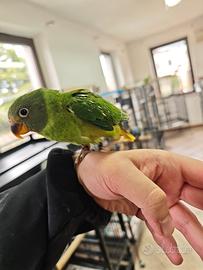 Pappagallo parrocchetto del hymalaya allevato mano
