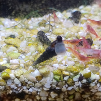 Lumaca melainodes maculata