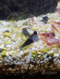 Lumaca melainodes maculata