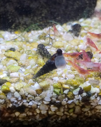Lumaca melainodes maculata