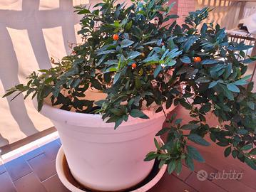 Pianta da balcone con vaso