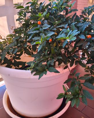 Pianta da balcone con vaso