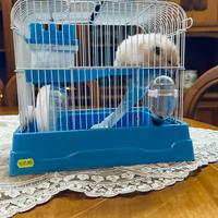 Criceto razza dorato