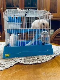 Criceto razza dorato