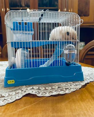 Criceto razza dorato