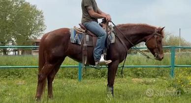 Cavallo