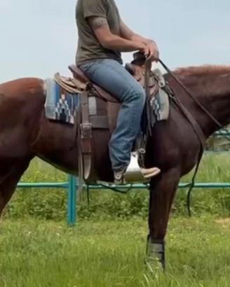 Cavallo