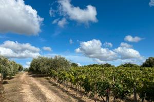 Terreno agricolo 12000mq vigneto e uliveto