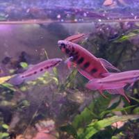 Betta rubra locati "Banda Aceh"