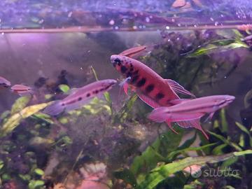 Betta rubra locati "Banda Aceh"