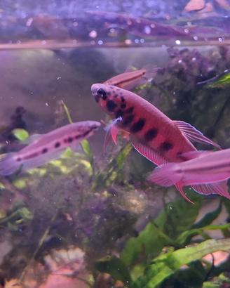 Betta rubra locati "Banda Aceh"