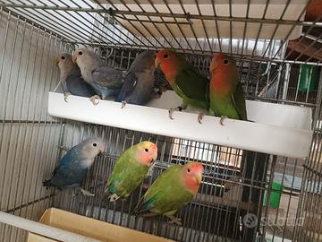 Inseparabili roseicollis