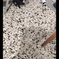 Iyft chihuahua mini Toy con pedigree