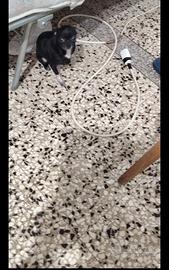 Iyft chihuahua mini Toy con pedigree