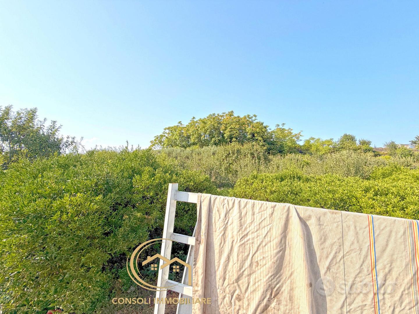 Agrumeto, frutteto, uliveto a Piedimonte Etneo - Vista 2