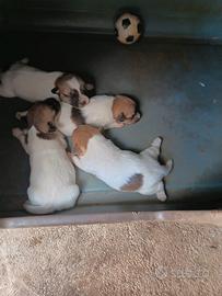 Cuccioli Jack Russell