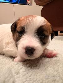 Jack Russell Terrier