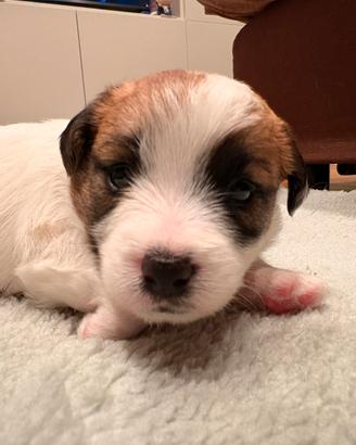Jack Russell Terrier
