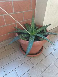 Pianta aloe, pianta grassa
