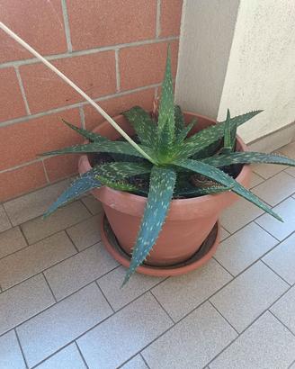 Pianta aloe, pianta grassa