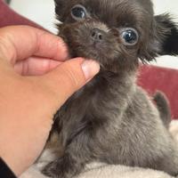 Chihuahua meraviglioso mini