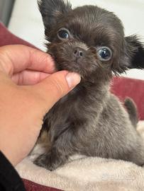 Chihuahua meraviglioso mini