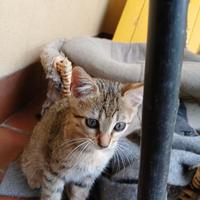 Gattino di 2 mesi