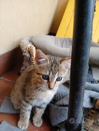 Gattino di 2 mesi
