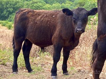 Vitelli razza pura Angus, Hereford e Black Baldy