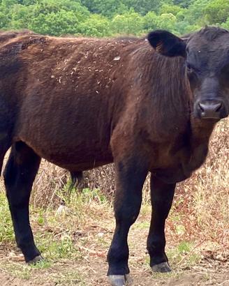 Vitelli razza pura Angus, Hereford e Black Baldy