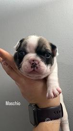 Bulldog francese