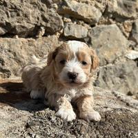 Cuccioli di Maltipoo