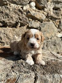 Cuccioli di Maltipoo
