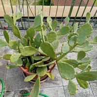 ficus d India 